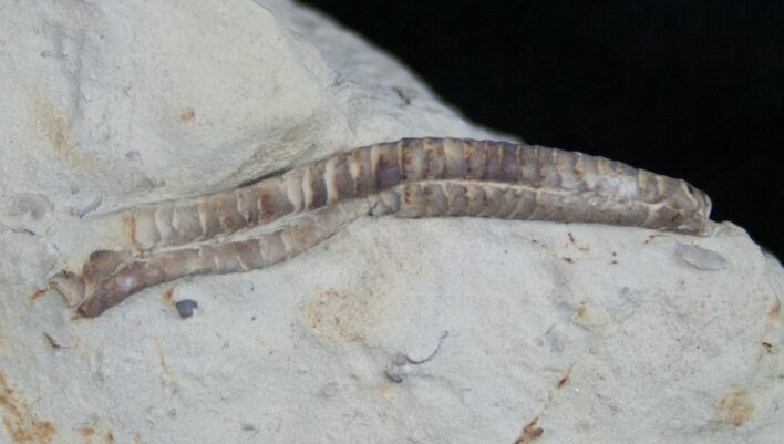 Rare Armored Worm (Lepidocoleus) - Haragan Formation #9042